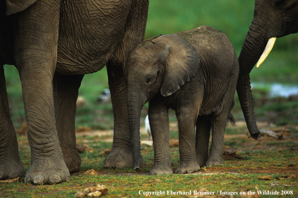 Baby Elephant 