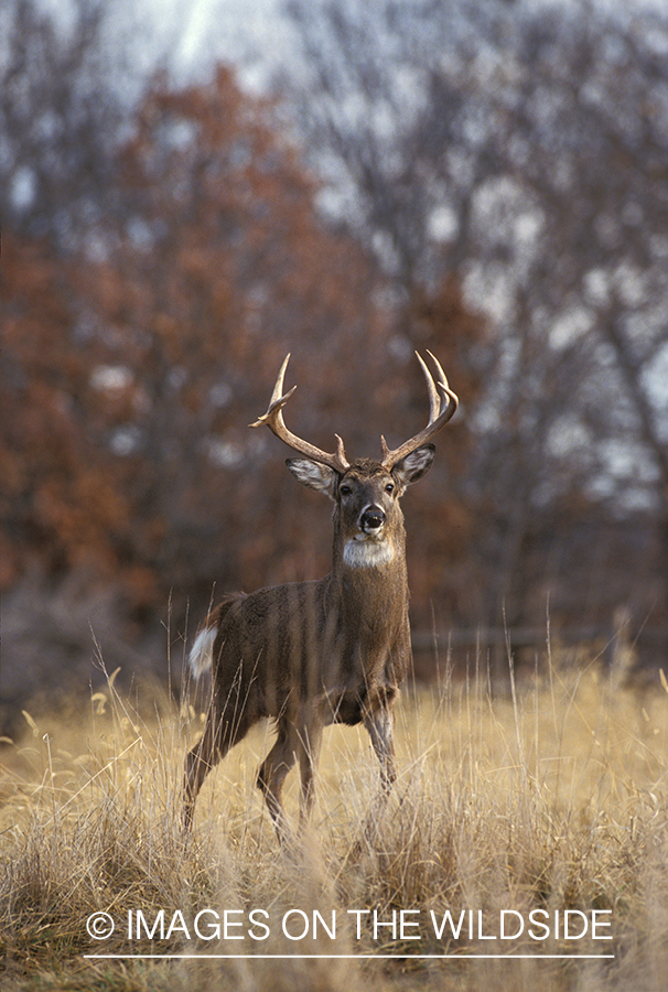 Whitetailed deer in habitat.