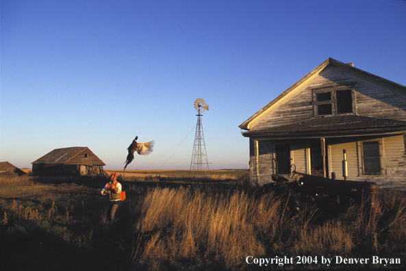 Upland bird hunter shooting at pheasant.