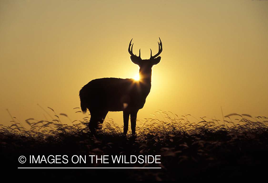 Whitetail deer at sunrise/sunset.