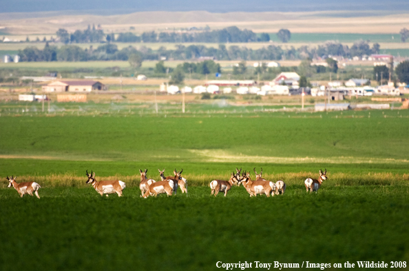 Antelope Bucks in hay field