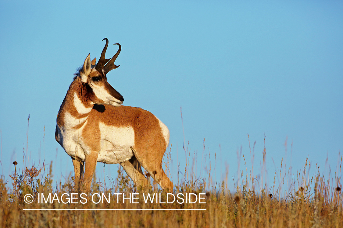 Pronghorn Antelope in habitat. 