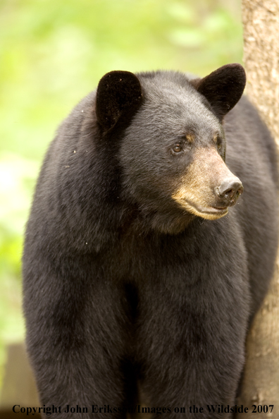 Black bear in habitat