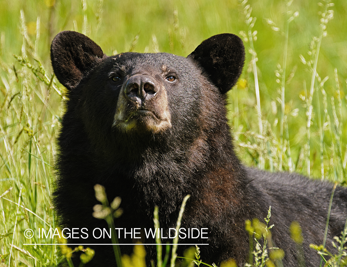 Black bear in habitat. 