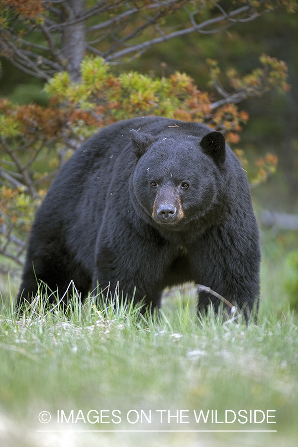 Black bear in habitat.