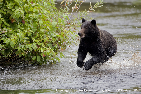 Brown bear running in river.