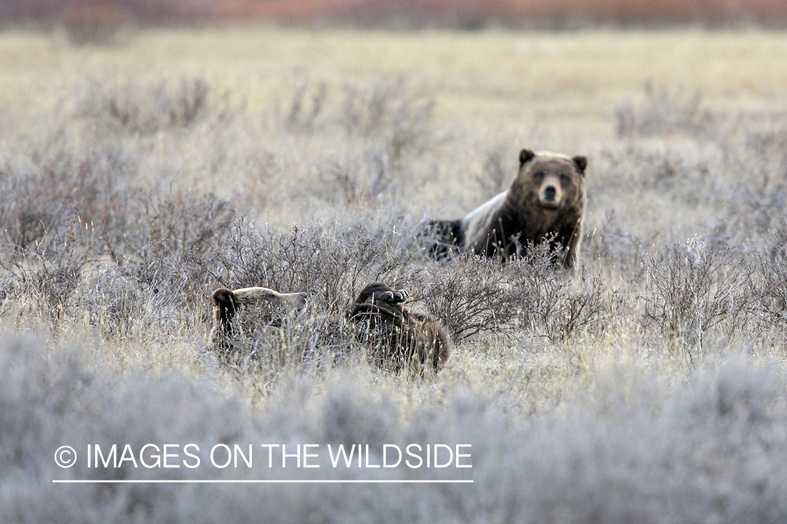 Grizzly Bears in habitat.