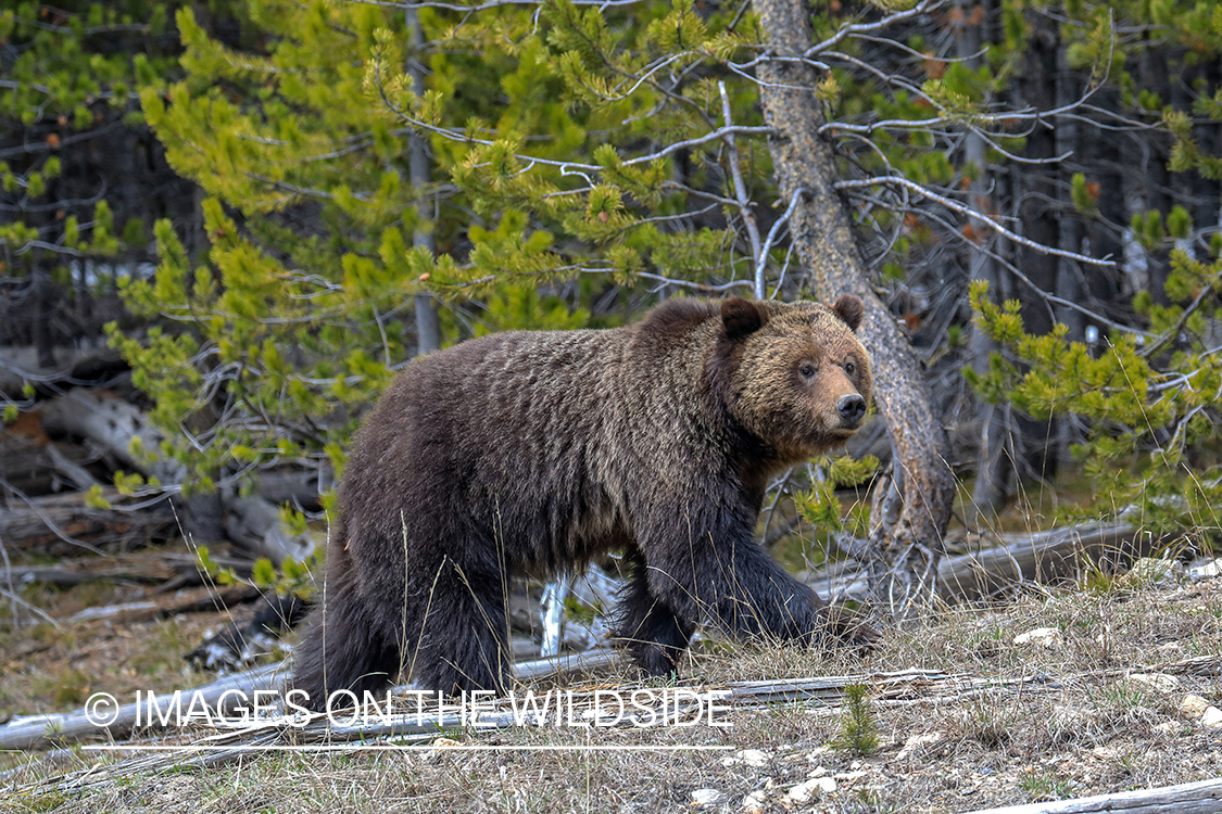 Grizzly in habitat.