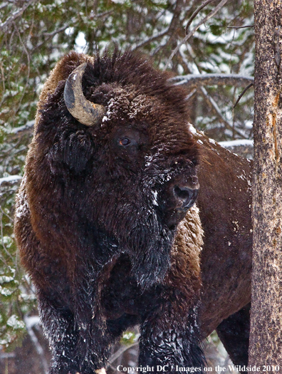 Bison in Yellowstone National Park. 