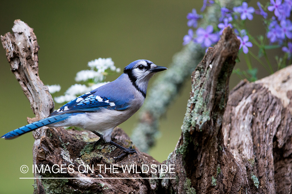 Blue Jay in habitat. 