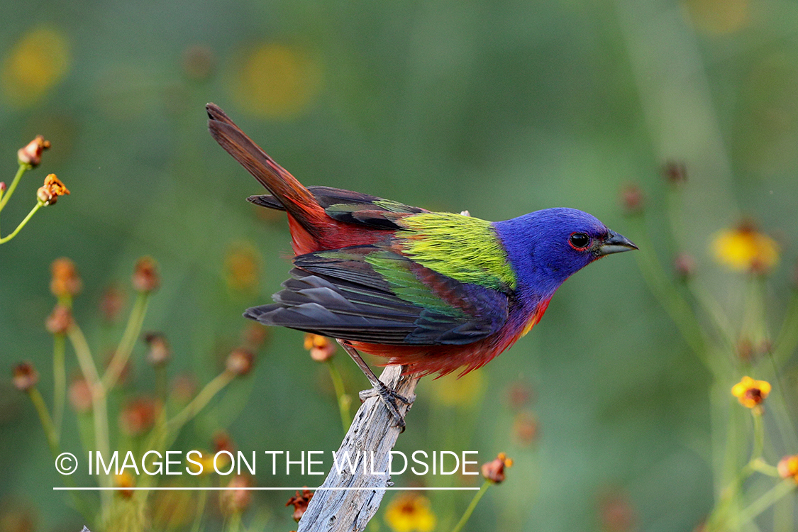 Painted Bunting in habitat.