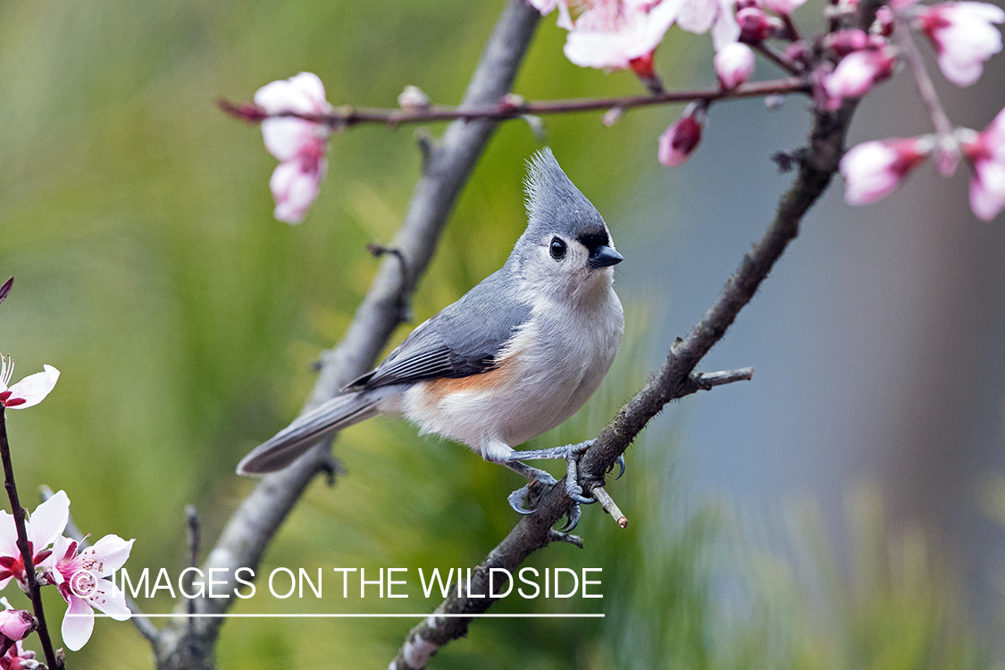 Tufted Titmouse on branch.