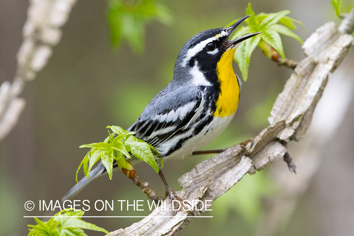 Yellow throated warbler on branch.