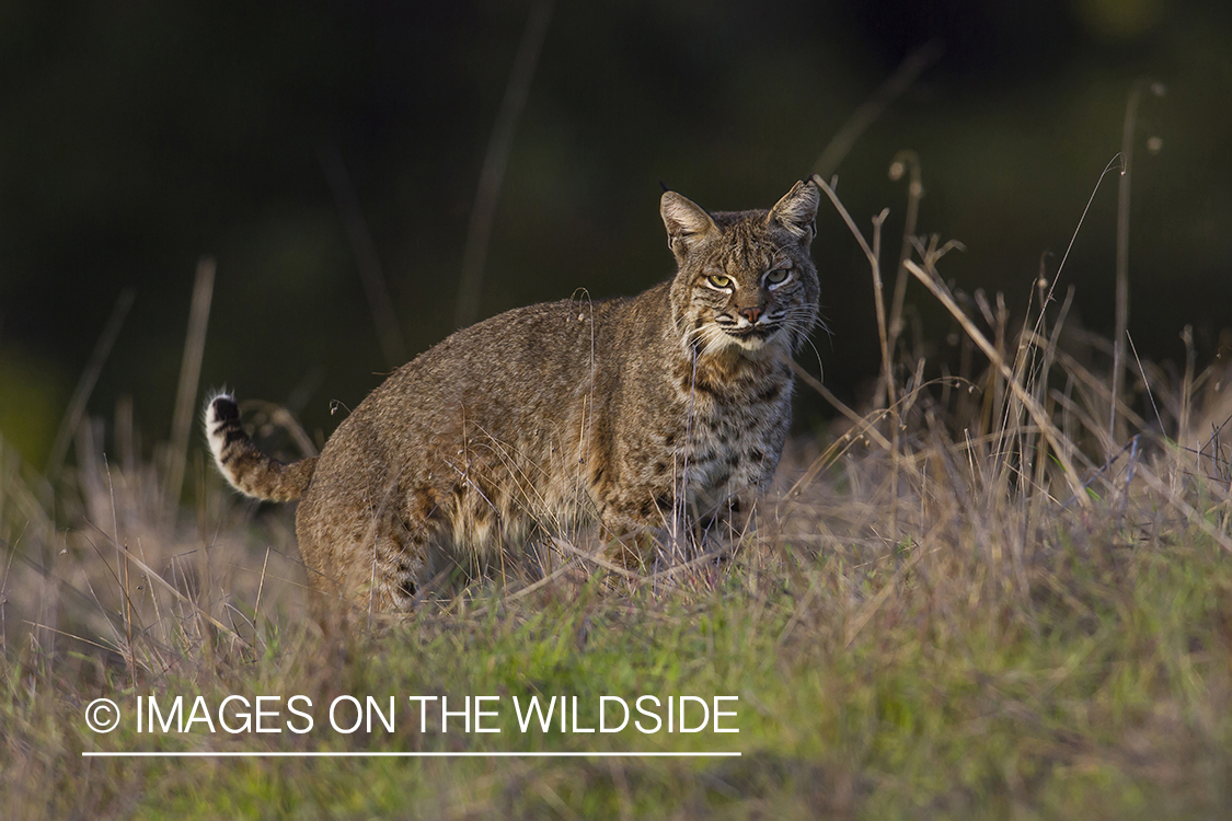 Bobcat in habitat.