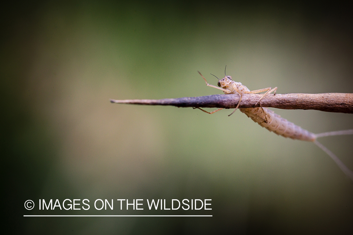 Mayfly on twig.