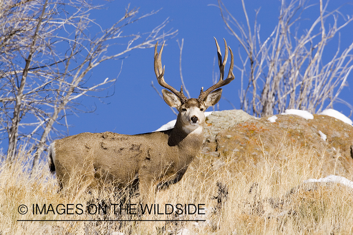 Mule deer in habitat.