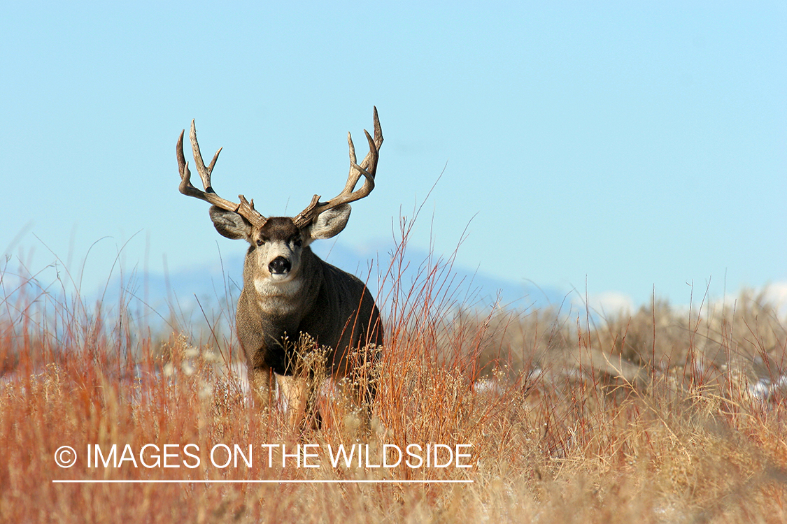 Mule deer buck in habitat. 