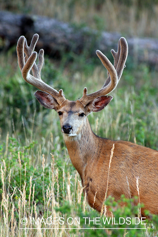 Mule deer buck in habitat. 