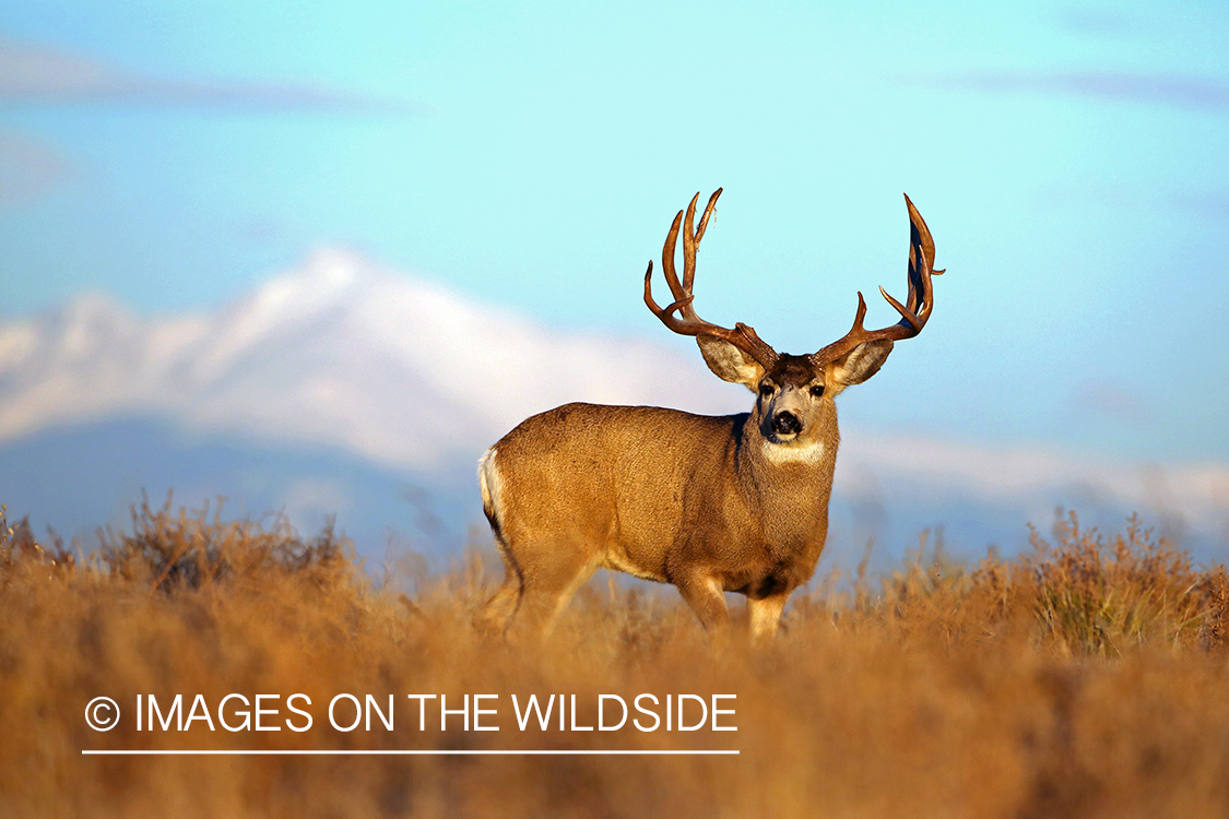 Mule deer buck in habitat.