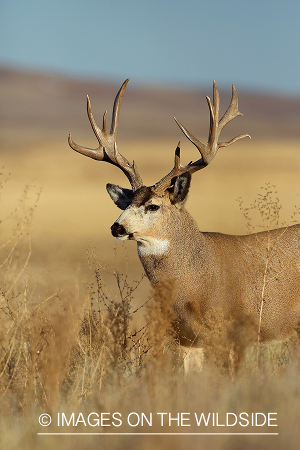 Mule deer buck in habitat. 