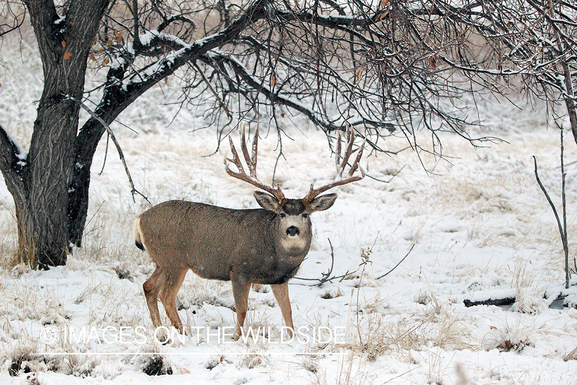 White-tailed buck in field in winter.