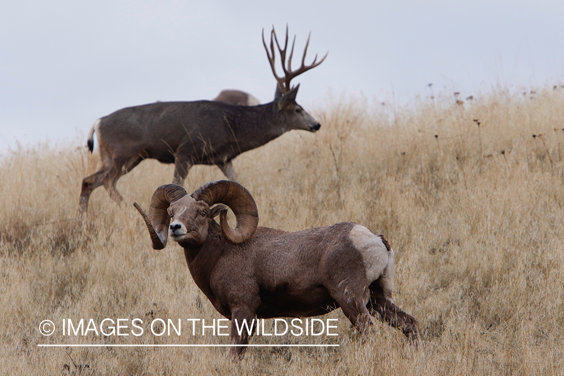 Mule deer buck with big horned sheep ram.