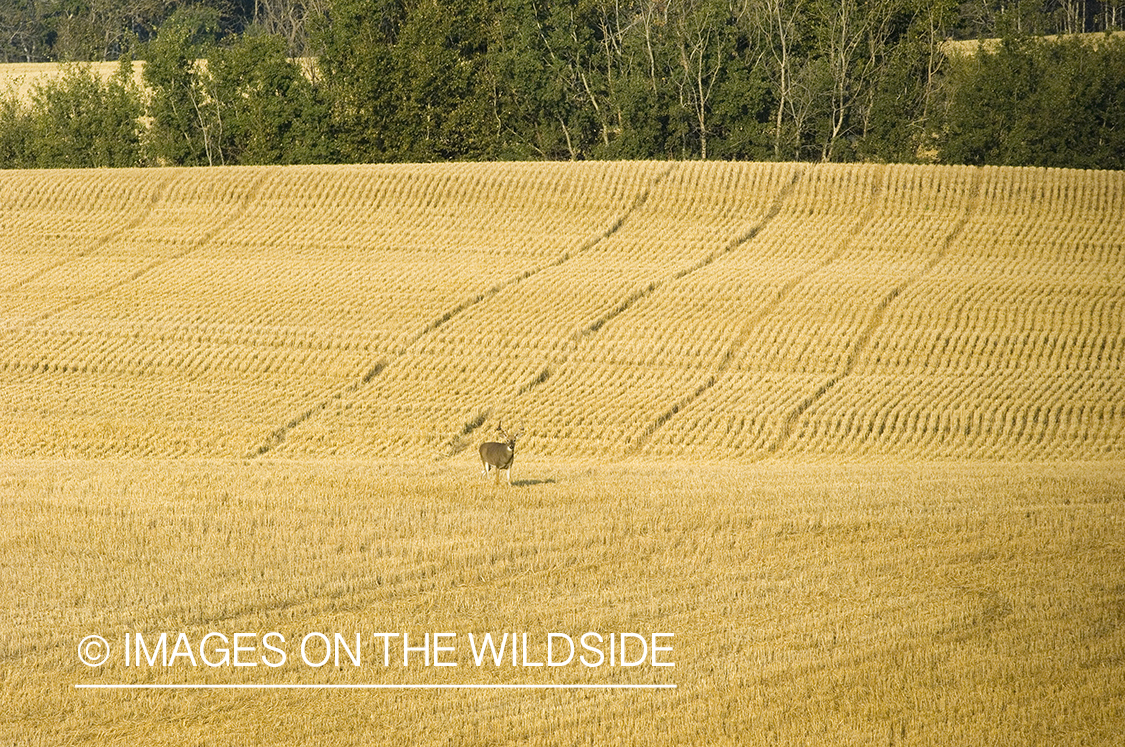 Whitetailed deer in habitat.