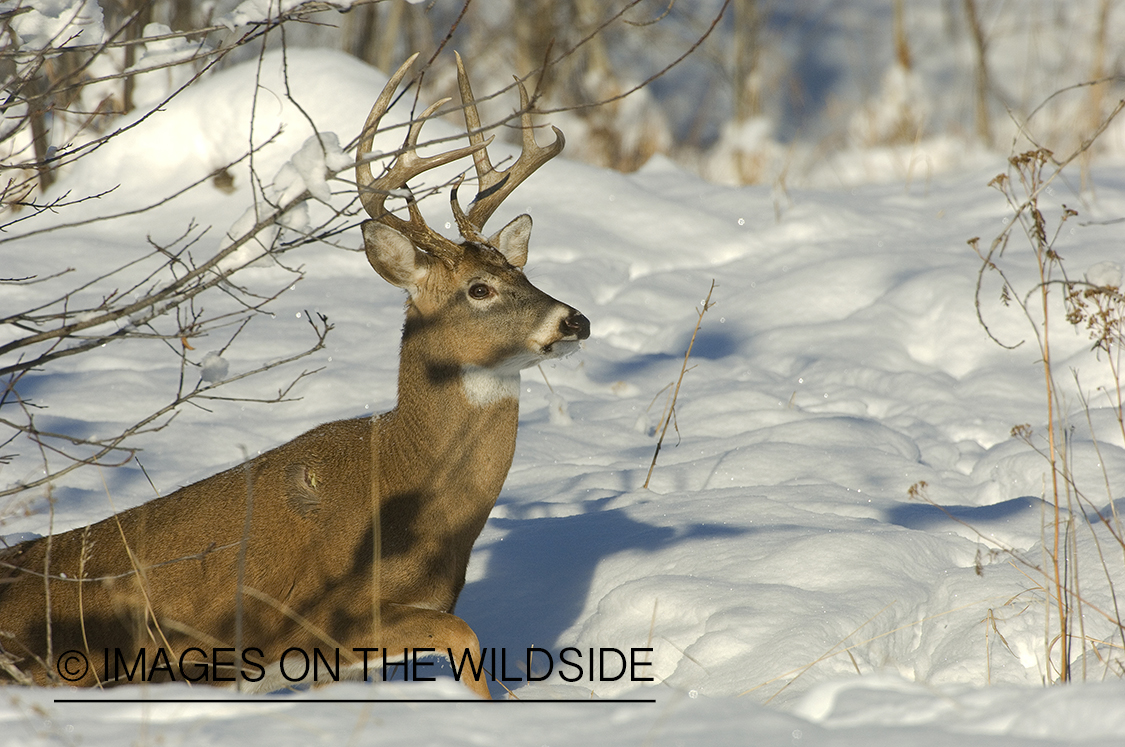 Whitetail Buck