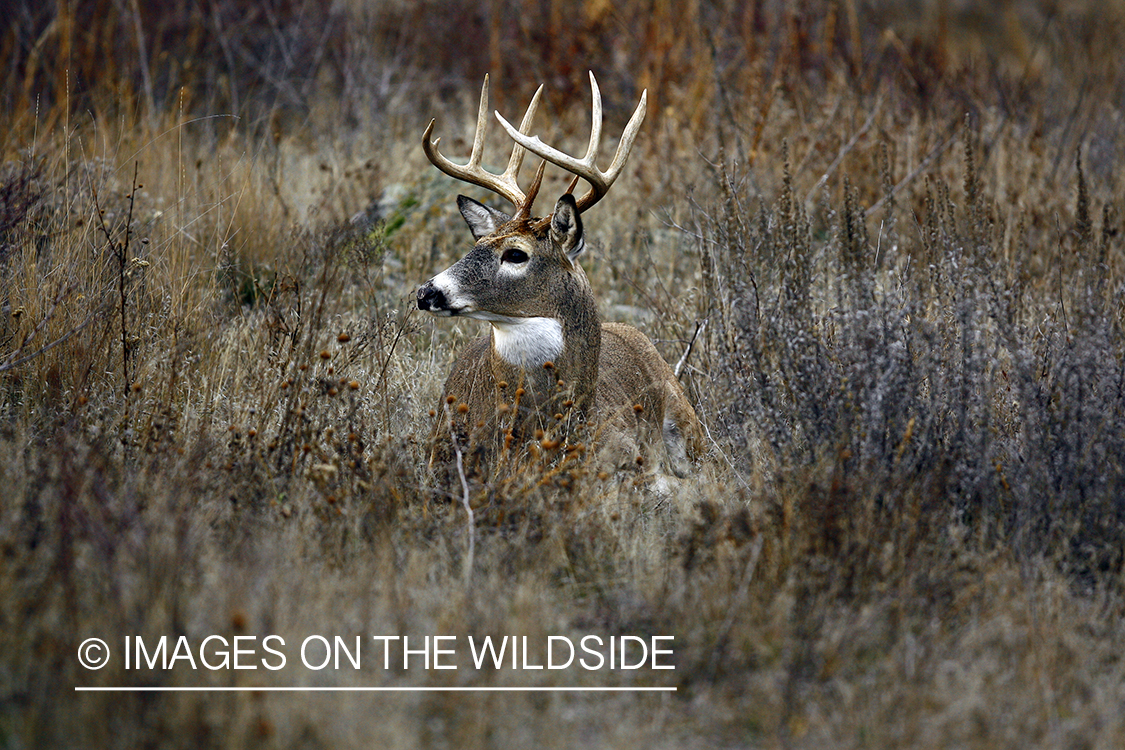 Whitetail Buck