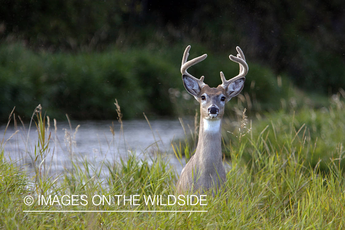 Whitetail Buck in velvet