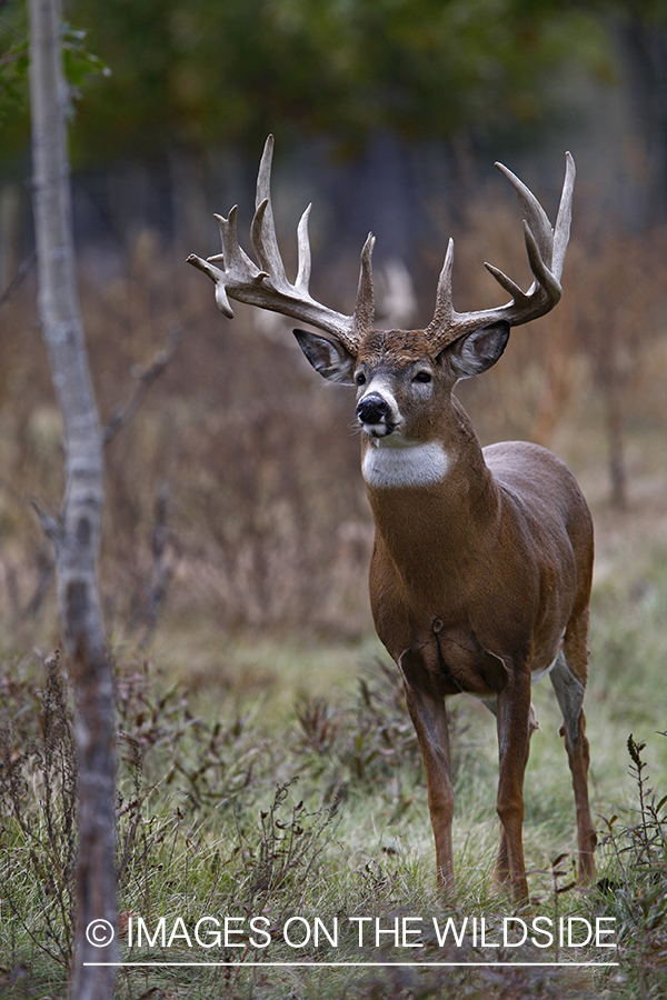 Whitetail buck in habitat