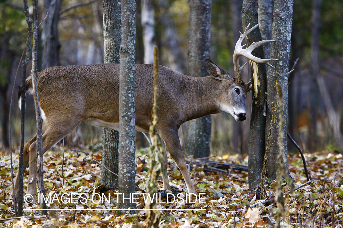 Whitetail buck rubbing antlers on tree