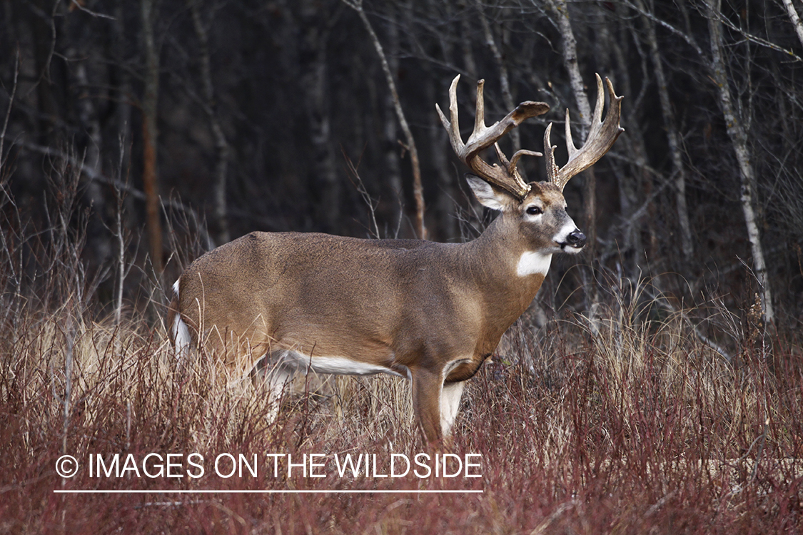 Whitetail buck in habitat