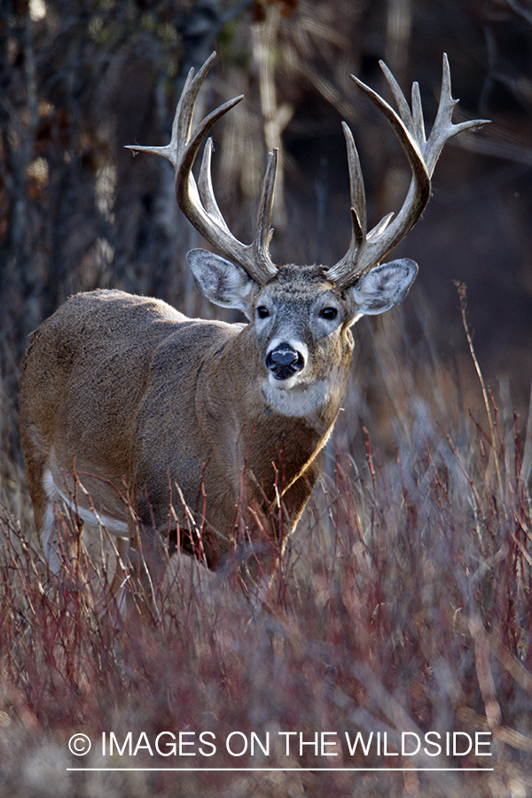 Whitetail buck in habitat.