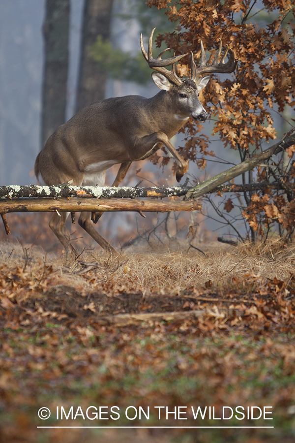 Whitetail buck jumping.