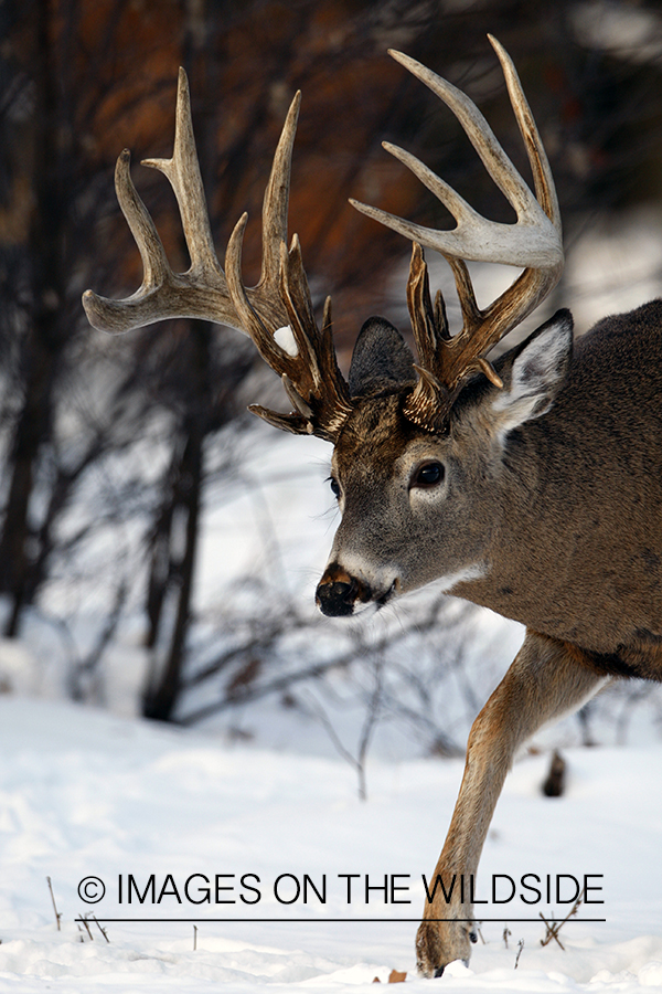 White-tailed buck in habitat.