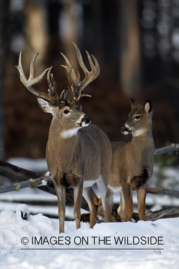 Whitetail in habitat