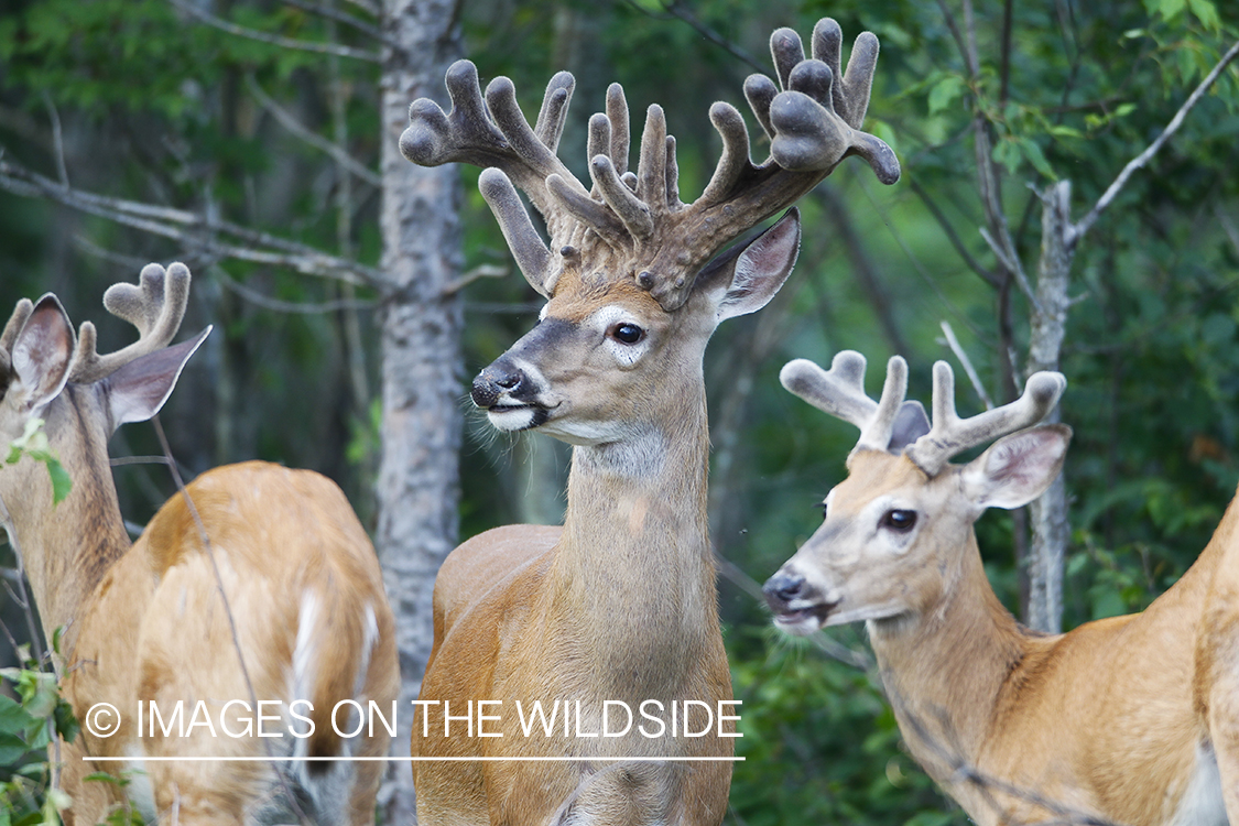 Summer Deer in Velvet