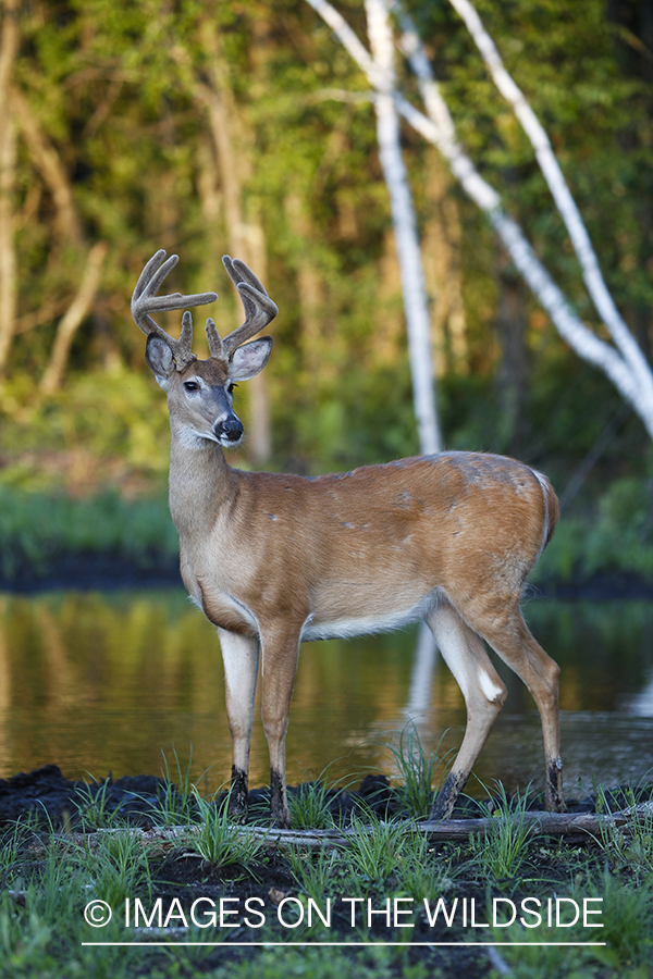 White-tailed deer in velvet