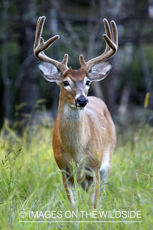 White-tailed buck in velvet 