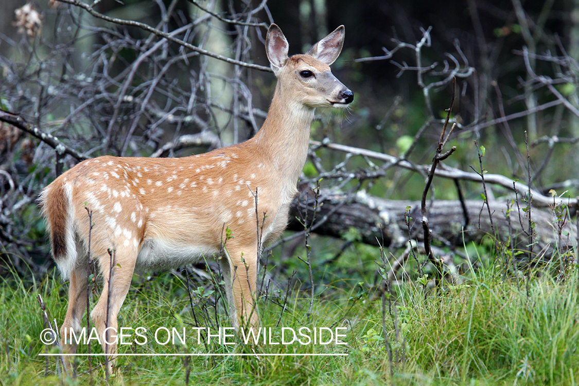 White-tailed fawn in habitat