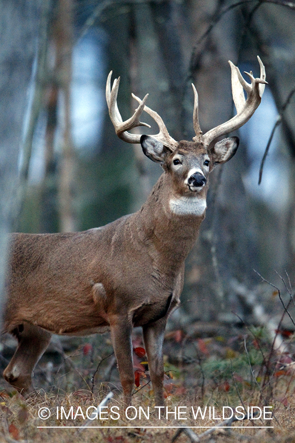 White-tailed buck in habitat. *