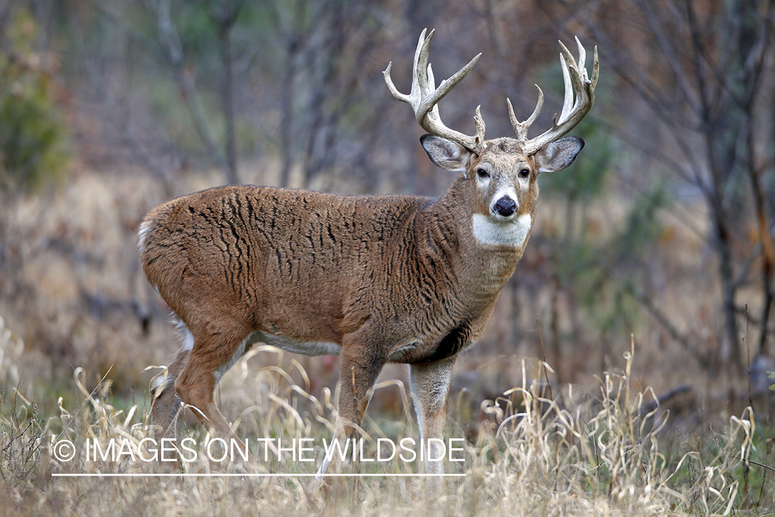 White-tailed buck in habitat. *