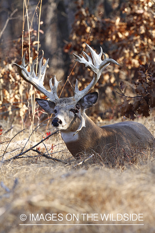 White-tailed buck in habitat. 