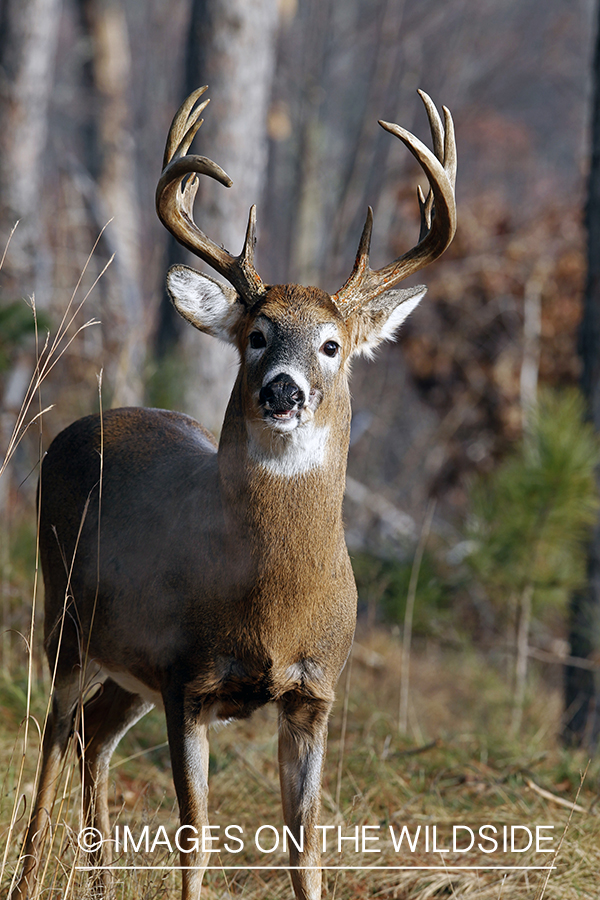 White-tailed buck in habitat. *