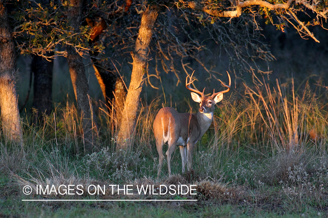 White-tailed buck in habitat. 