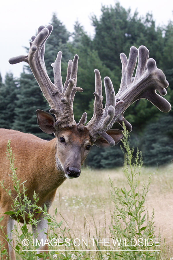 White-tailed buck in habitat. 