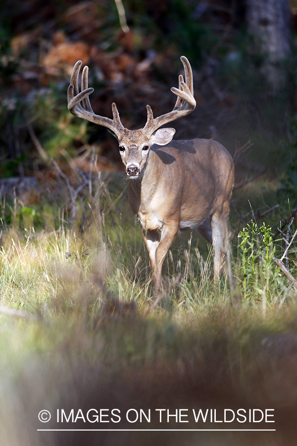 White-tailed buck in velvet.  