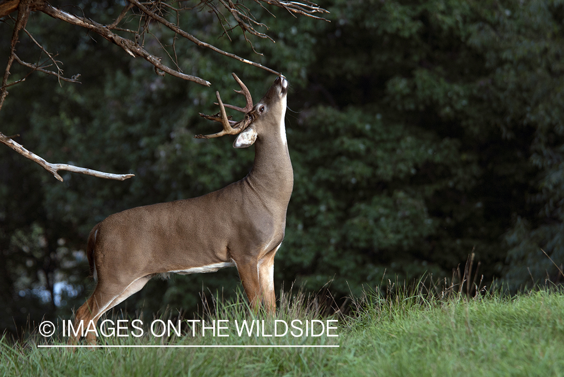 White-tailed buck investigating branch. 