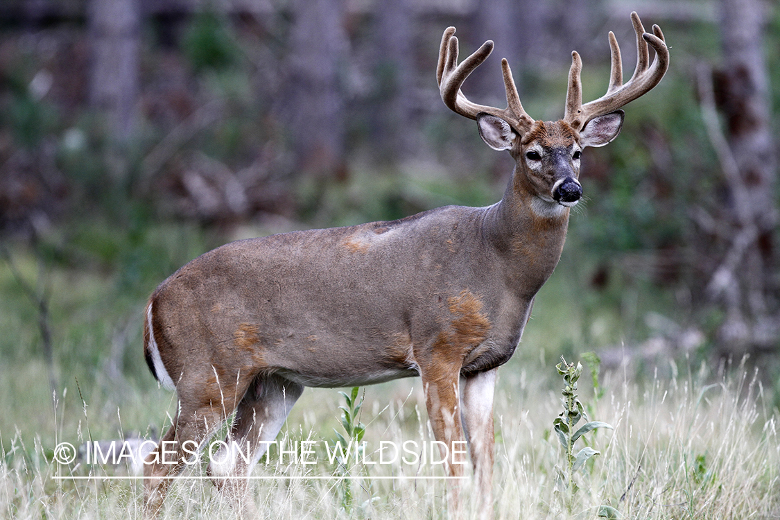 White-tailed buck in velvet.  